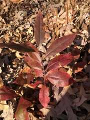 Oxydendrum