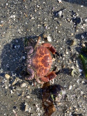 Paraxanthus barbiger