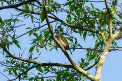 Indicator meliphilus