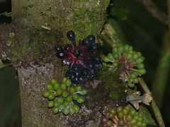 Annonaceae