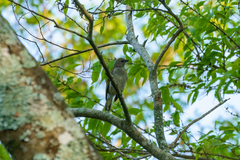 Indicator meliphilus