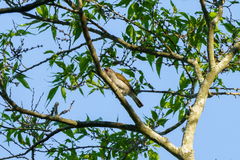Indicator meliphilus