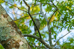 Indicator meliphilus