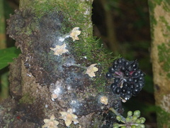 Annonaceae