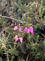 Erica cinerea