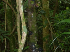 Annonaceae