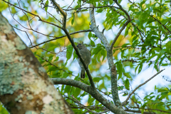 Indicator meliphilus