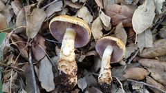 Cortinarius caligatus