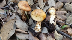 Cortinarius caligatus
