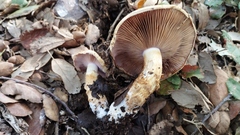 Cortinarius caligatus