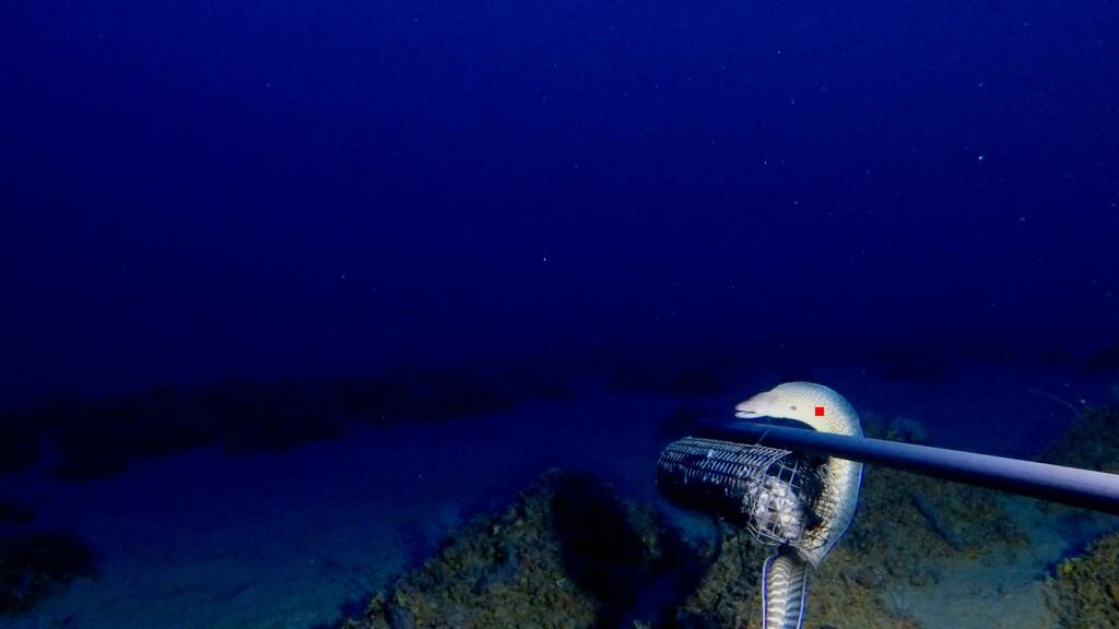 Elegant moray