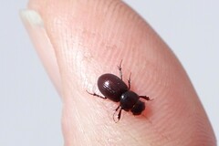 Aphodiinae