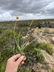 Senecio pillansii
