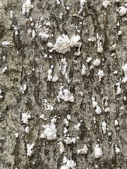 Cryptococcus fagisuga