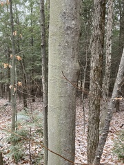 Cryptococcus fagisuga