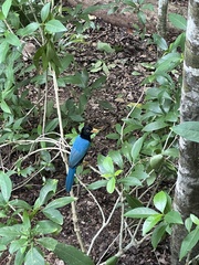 Cyanocorax yucatanicus