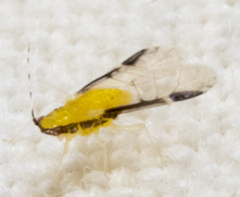 Monellia caryella