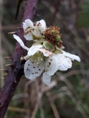 Rubus fruticosus