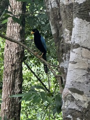 Cyanocorax yucatanicus