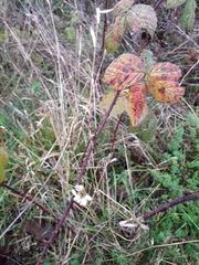 Rubus fruticosus