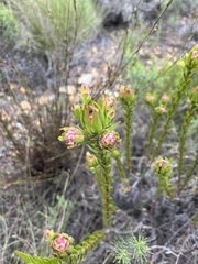 Leucadendron stelligerum