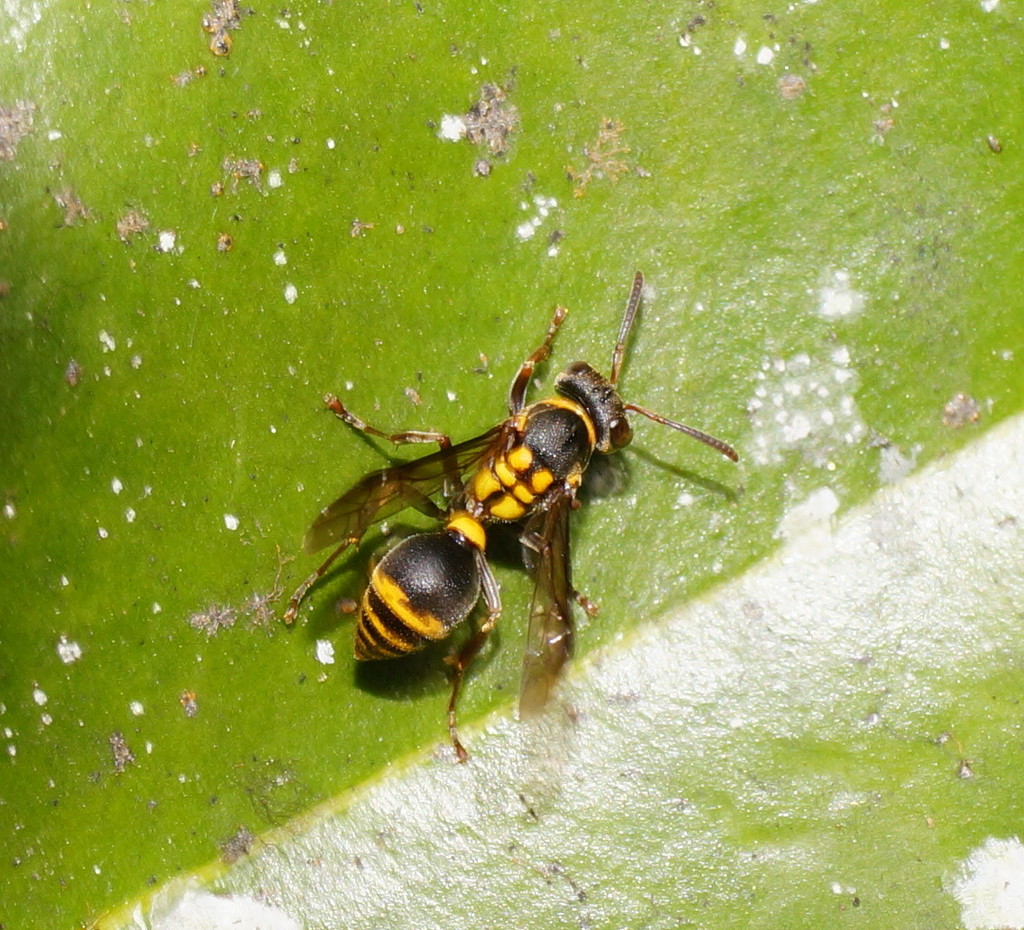 Tree Brown Paper Wasp