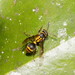 Tree Brown Paper Wasp - Photo (c) Reiner Richter, some rights reserved (CC BY-NC-SA), uploaded by Reiner Richter