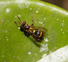 Ropalidia socialistica