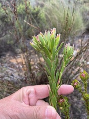 Leucadendron stelligerum