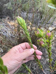 Leucadendron stelligerum