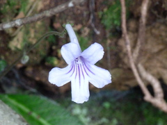 Streptocarpus rexii