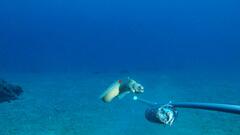 Elegant Moray photo 2