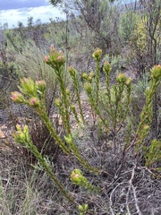 Leucadendron stelligerum