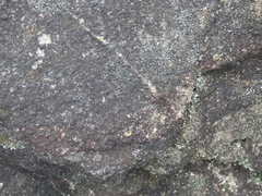 Camponotus rufipes