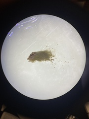 Apioperdon pyriforme image
