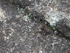 Camponotus rufipes