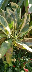 Codiaeum variegatum