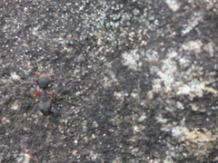 Camponotus rufipes