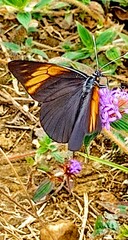 Pereute charops charops