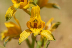 Chloraea gavilu