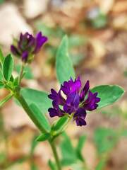 Medicago sativa