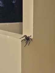 Tliltocatl epicureanus