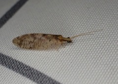 Hemerobius humulinus