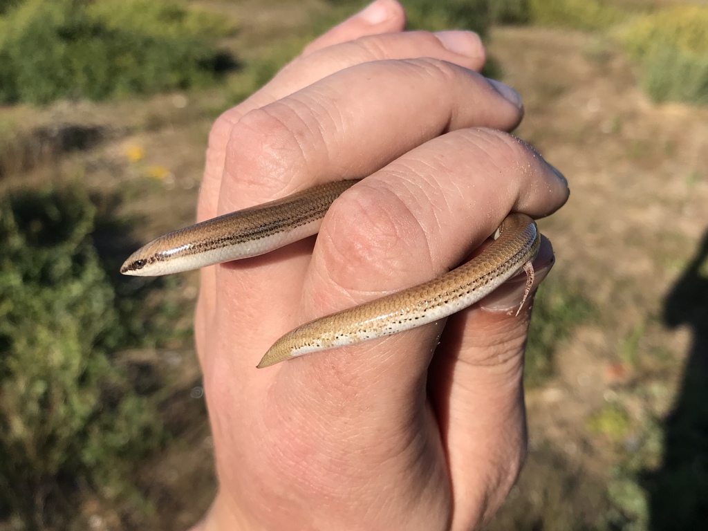 Kasner's Dwarf Burrowing Skink