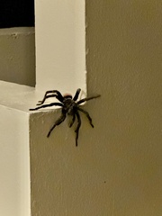 Tliltocatl epicureanus