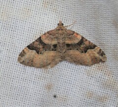 Xanthorhoe lacustrata