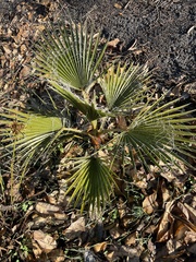 Washingtonia robusta