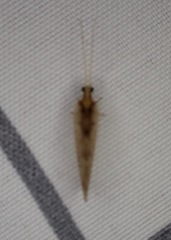 Hemerobius humulinus