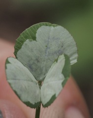 Porphyrosela minuta