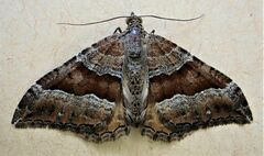 Hydriomena deltoidata
